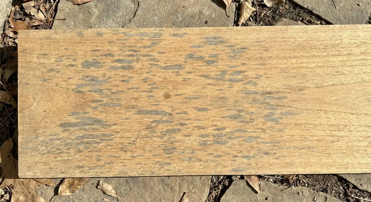Teak wood after 3 months of outdoor weathering showing mottled grey patches on golden-brown surface